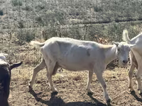 Capră, LaMancha goats — foto 6