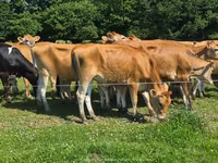 Vache, Race Jersey — photo 6
