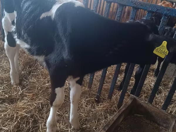 Cow, Cattle