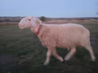 كبش, Assaf sheep — الصورة 5