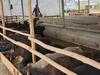 Bélier, Moutons — photo 4