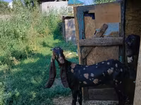 Ziege, Kamori goats — Foto 2