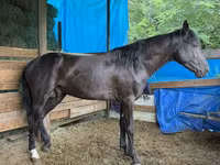 Cal, French Trotter — foto 1