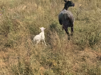 نعجة, Romanov sheep — الصورة 2