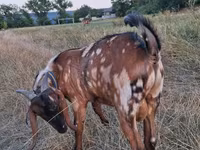 Țap, Nubian Goat — foto 4