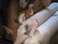 Boar, Pigs — photo 2