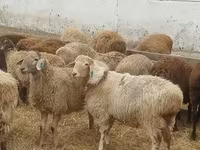 Ram, Sheep — photo 2
