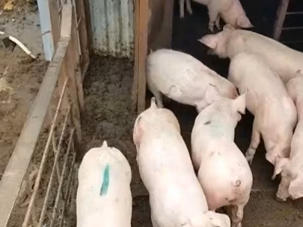 Boar, Pigs