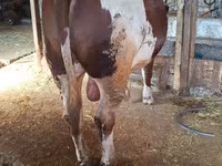 公牛, Simmental cattle — 照片 2