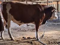 Bull, Cattle — photo 3