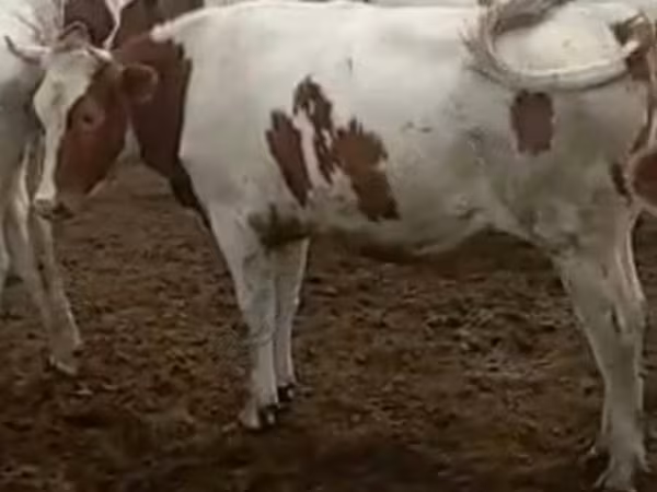 İnək, Simmental cattle