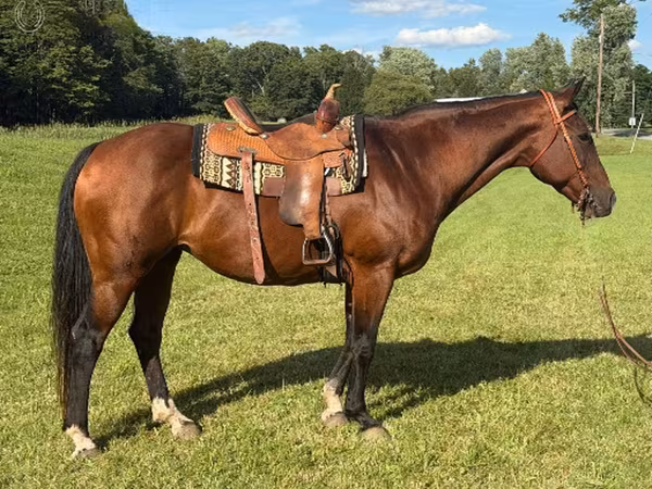 Stute, Quarter Horse