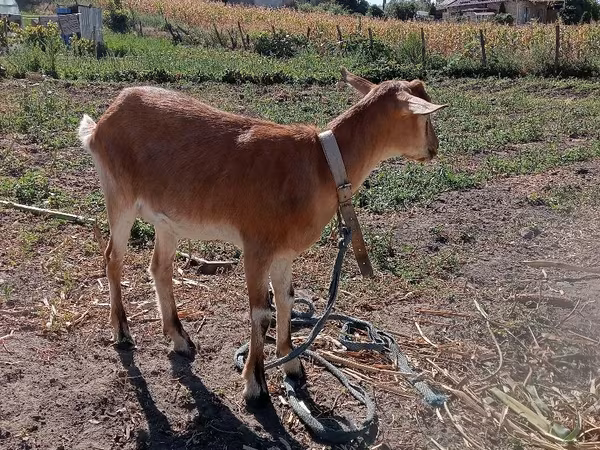 Cabra, Cabras — Moldávia