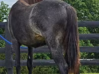 Jument, Rocky Mountain Horse — photo 5