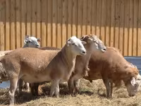 Qoç, Hissar sheep — foto 8