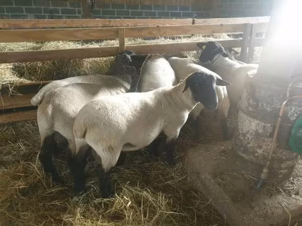 Oaie, Baerchuke sheep