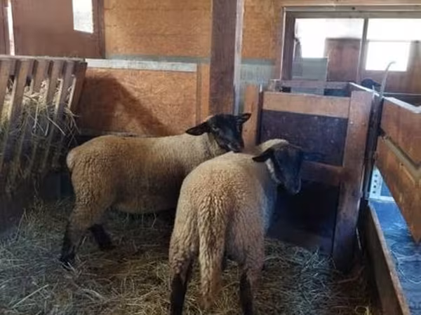 Oaie, Baerchuke sheep