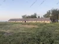 गाय, बुकोविनियन औद्योगिक प्रकार की लाल-धारीदार यूक्रेनी गाय — फ़ोटो 8