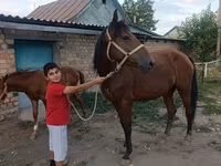 Stute, Thoroughbred horse — Foto 6