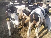 母牛, Cattle — 照片 4