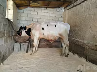 Toro, Russian Black pied cattle — foto 2