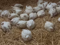 Vind gaini broiler — 2-rasm