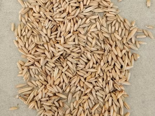 Продам овёс 3 Лея килограмм .