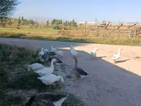 Geese — photo 2