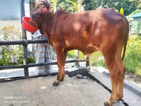 Bull, Cattle — photo 2