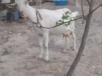 Cabra, Cabras — foto 1