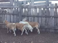 Berbec, Katum sheep — foto 2
