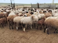 Sheep, Sheep — photo 5
