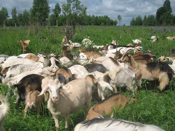 Goat, Goats