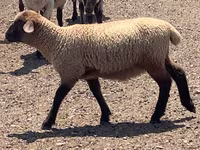 Qoç, Hampshire sheep — foto 6