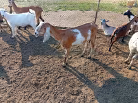 Cabra, Nubian Goat — foto 1