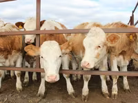 सांड, Simmental cattle — फ़ोटो 2