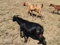 Cabro, Nubian Goat — foto 2