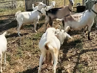 Cabra, Cabras — foto 3
