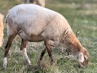 Oveja, Kuibyshev sheep — foto 7