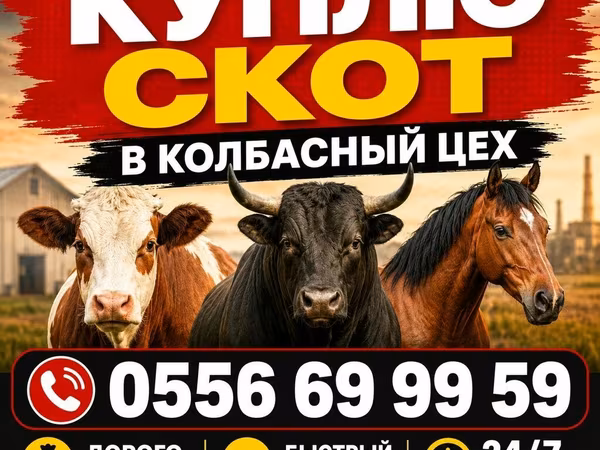 Bou, Bovine