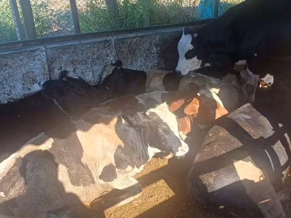 Bou, Bovine — Republica Moldova