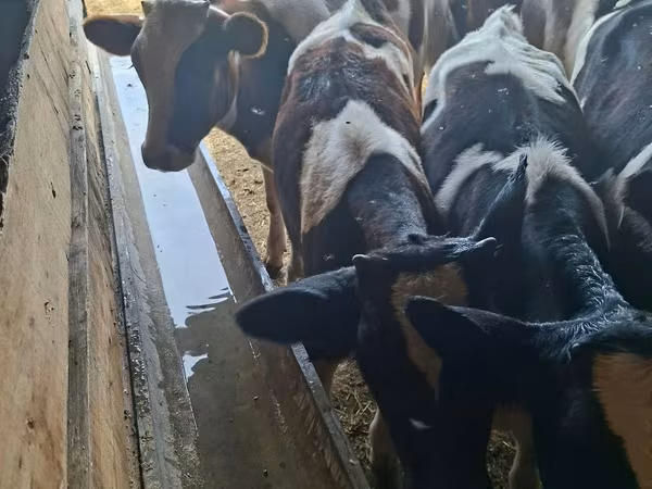 公牛, Cattle — 摩尔多瓦