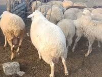 كبش, الأغنام — الصورة 2