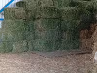 Vind baloti de lucerna70\ 40 lei  ,griu 3.5 lei/kg. fin40 lei — الصورة 2