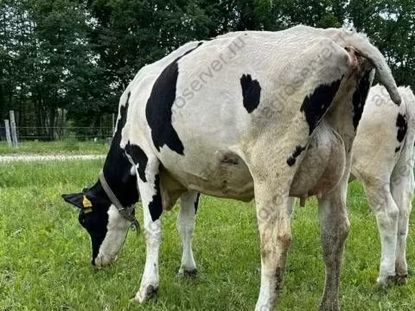 母牛, Holstein breed