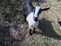 عنزة, LaMancha goats — الصورة 4