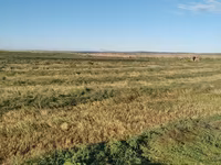 baloţi de lucerna — foto 2