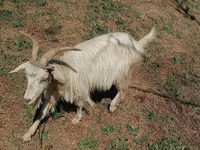 Cabra, Cabras — foto 2
