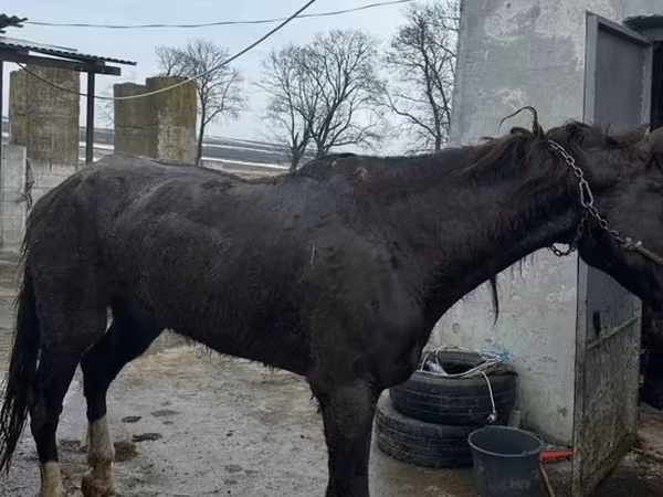 母马, Horses — 摩尔多瓦