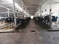 Vacă, Rasa Holstein — foto 1